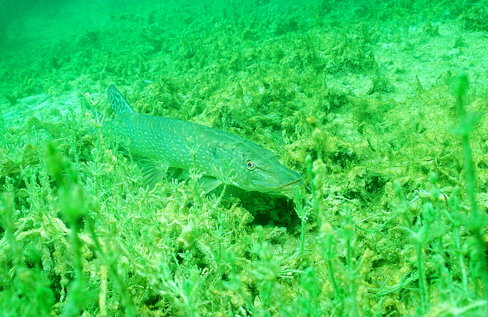 pike, Esox lucius, Germany, Bavaria