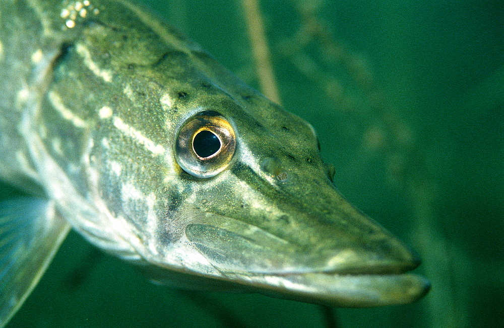 pike, Esox lucius, Germany, Bavaria