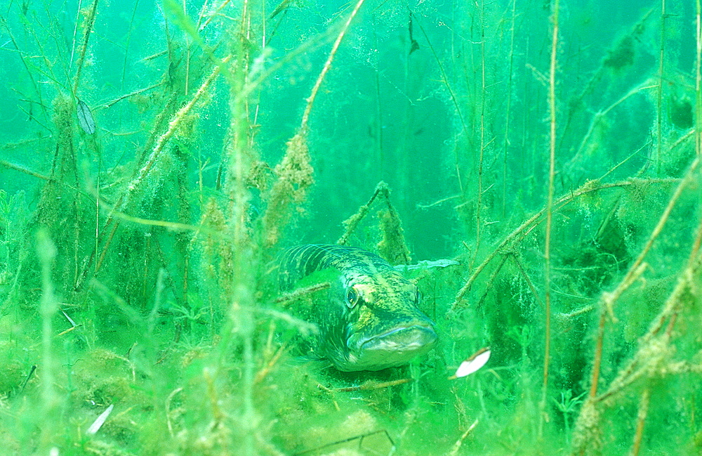 pike, Esox lucius, Germany, Bavaria