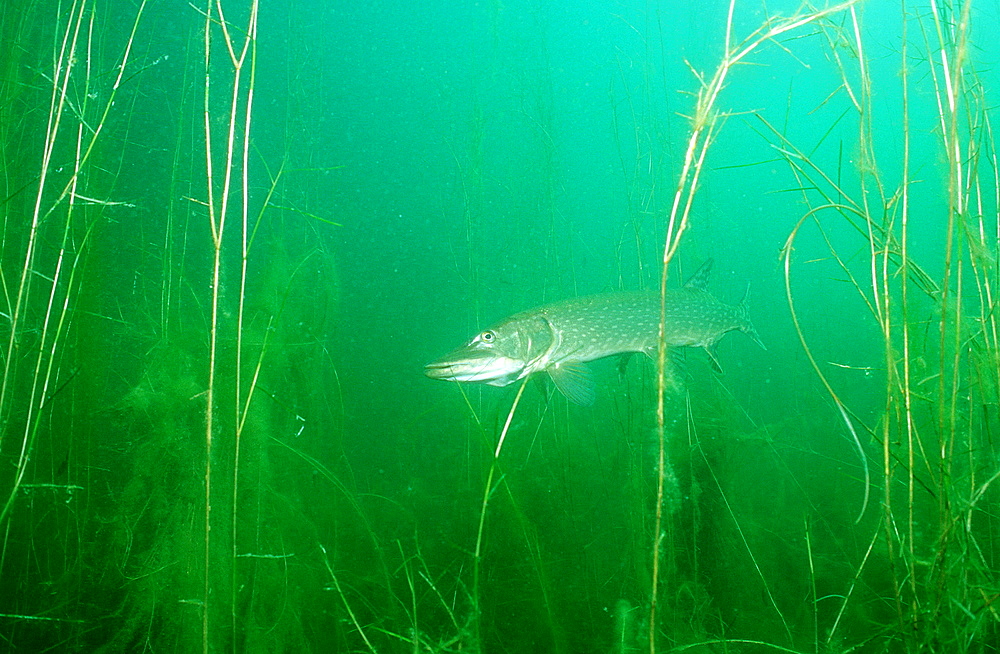 pike, Esox lucius, Germany, Bavaria