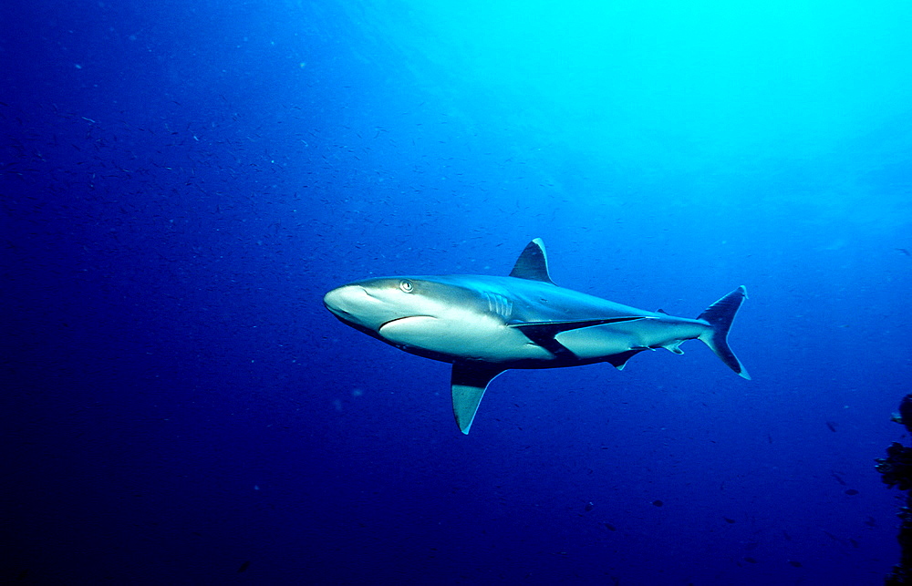 Silvertip shark, Carcharhinus albimarginatus, Papua New Guinea, Pacific ocean