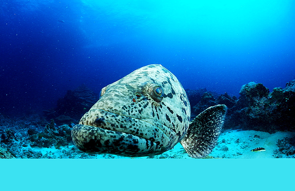 Potato grouper, Epinephelus tukula, Burma, Myanmar, Birma, Indian ocean, Andaman sea