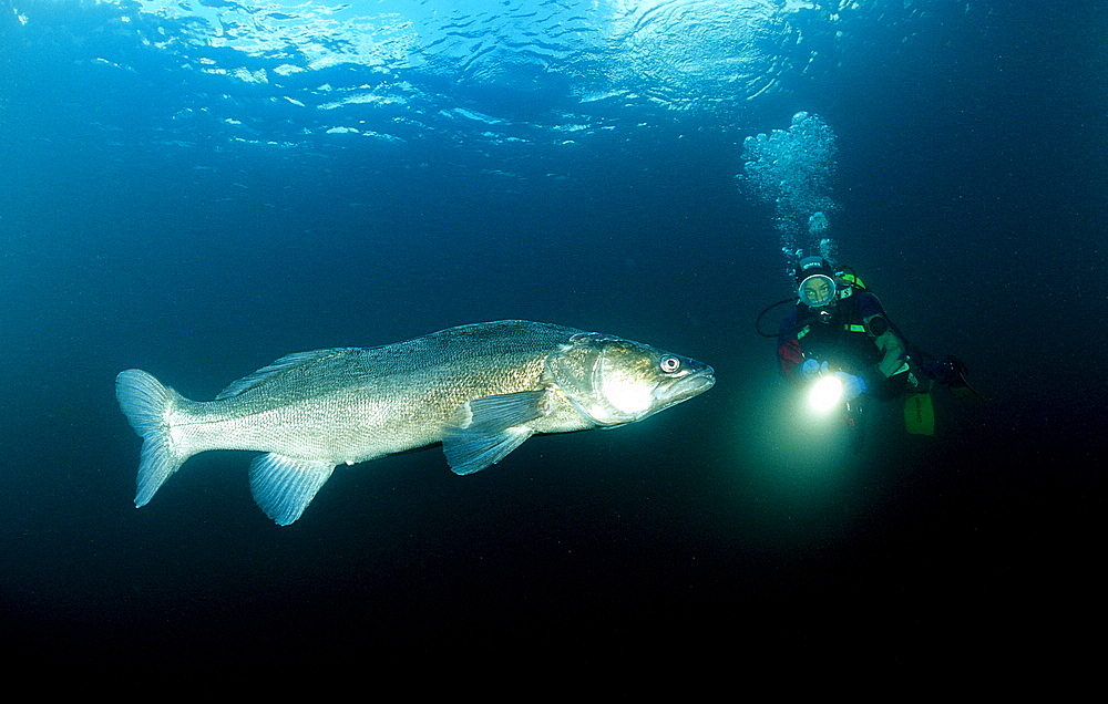 pikeperch and scuba diver, Sander lucioperca, Germany, Bavaria
