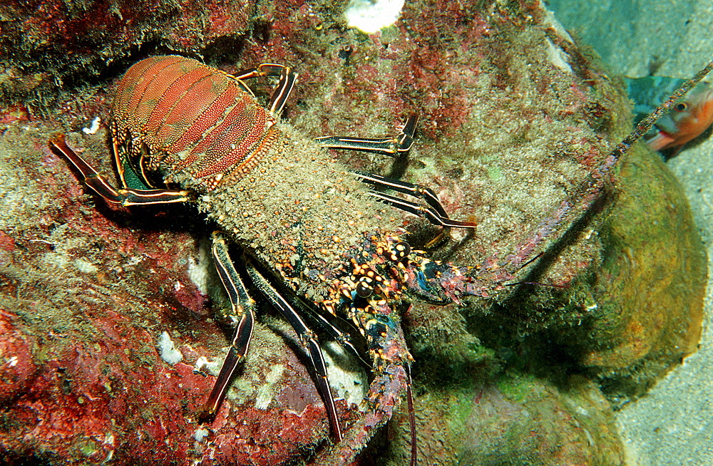 lobster, cave with lobster, Panulirus regius, Costa Rica, Pacific Ocean, Cocos Island, Latin america