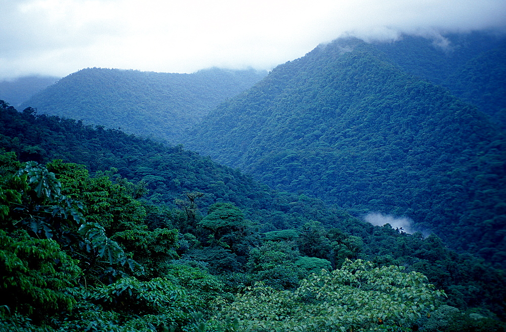 Rainforest, Highland rainforest, Costa Rica, Mulu National Park