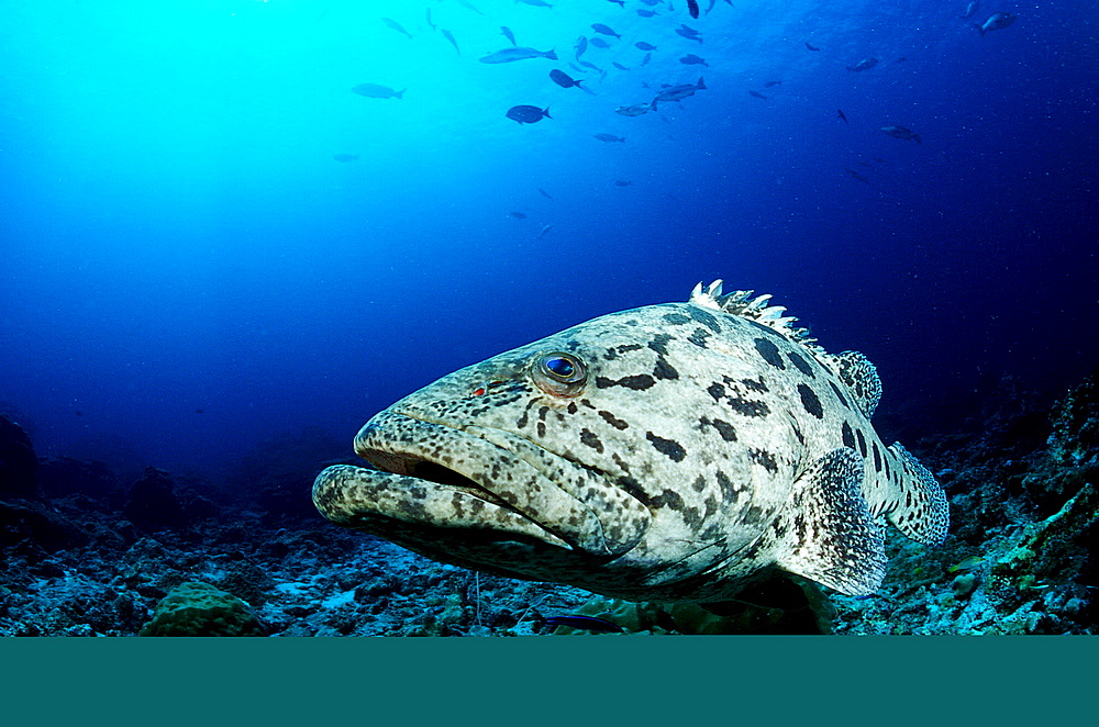 Potato grouper, Epinephelus tukula, Burma, Myanmar, Birma, Indian ocean, Andaman sea