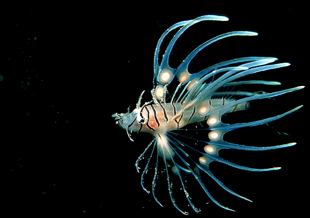 Juvenile lionfish, turkeyfish, Pterois volitans, Maldives Island, Indian Ocean, Ari Atol