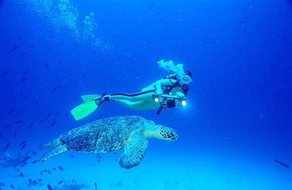 Green Turtle and Scuba diver, Chelonia mydas, Costa Rica, Pacific Ocean, Cocos Island, Latin america