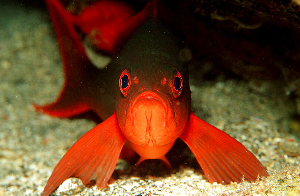 Neon fusilier, Pterocaesio tile, Costa Rica, Pacific Ocean, Cocos Island, Latin america