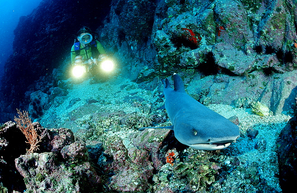 Whitetip reef shark and scuba diver, Triaenodon obesus, Costa Rica, Pacific Ocean, Cocos Island, Latin america