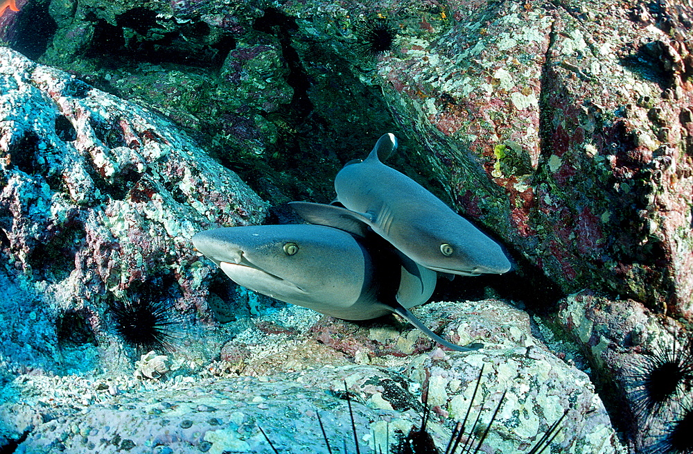 Two Whitetip reef sharks and scuba diver, Triaenodon obesus, Costa Rica, Pacific Ocean, Cocos Island, Latin america