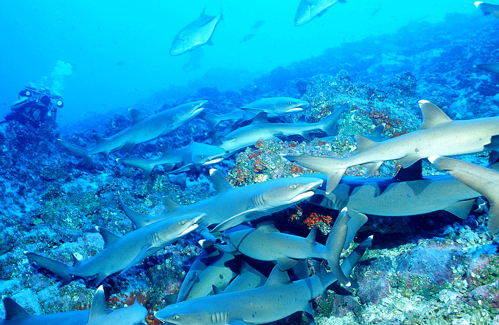 Hunting Whitetip reef shark and scuba diver, Triaenodon obesus, Costa Rica, Pacific Ocean, Cocos Island, Latin america