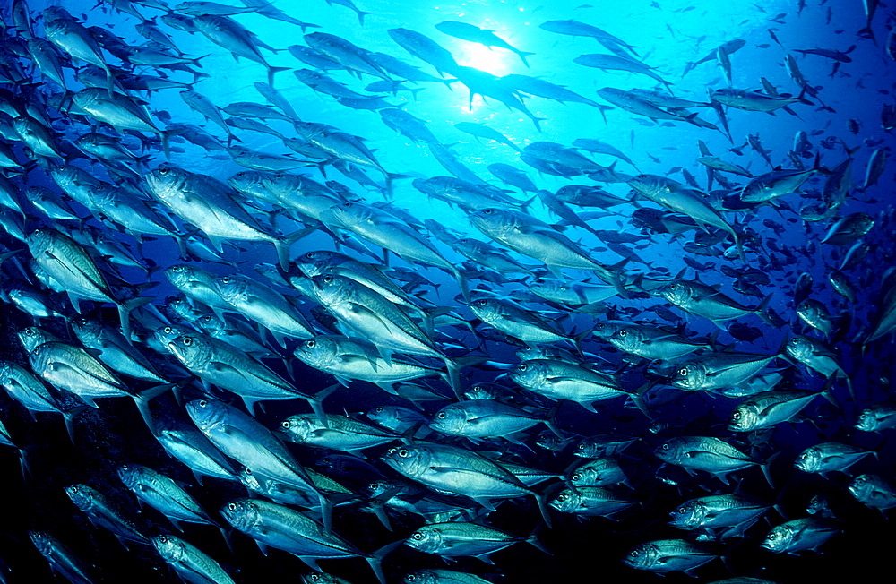 Bigeye trevally, Caranx sexfasciatus, Costa Rica, Pacific Ocean, Cocos Island, Latin america