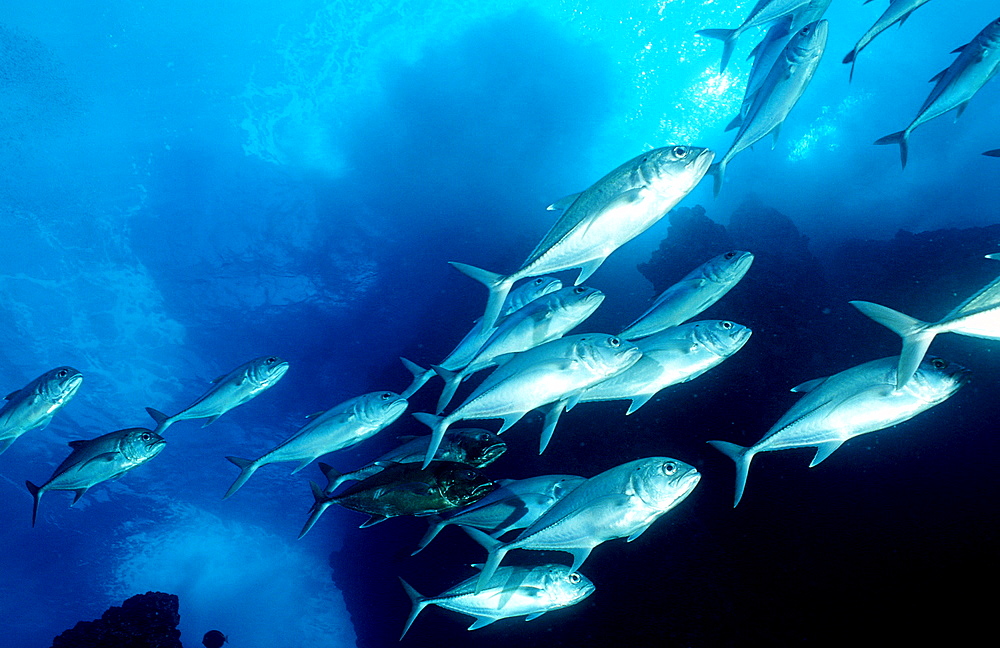 Bigeye trevally, Caranx sexfasciatus, Costa Rica, Pacific Ocean, Cocos Island, Latin america