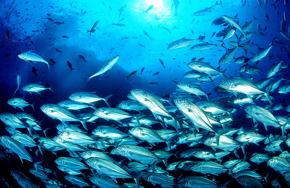 Bigeye trevally, Caranx sexfasciatus, Costa Rica, Pacific Ocean, Cocos Island, Latin america