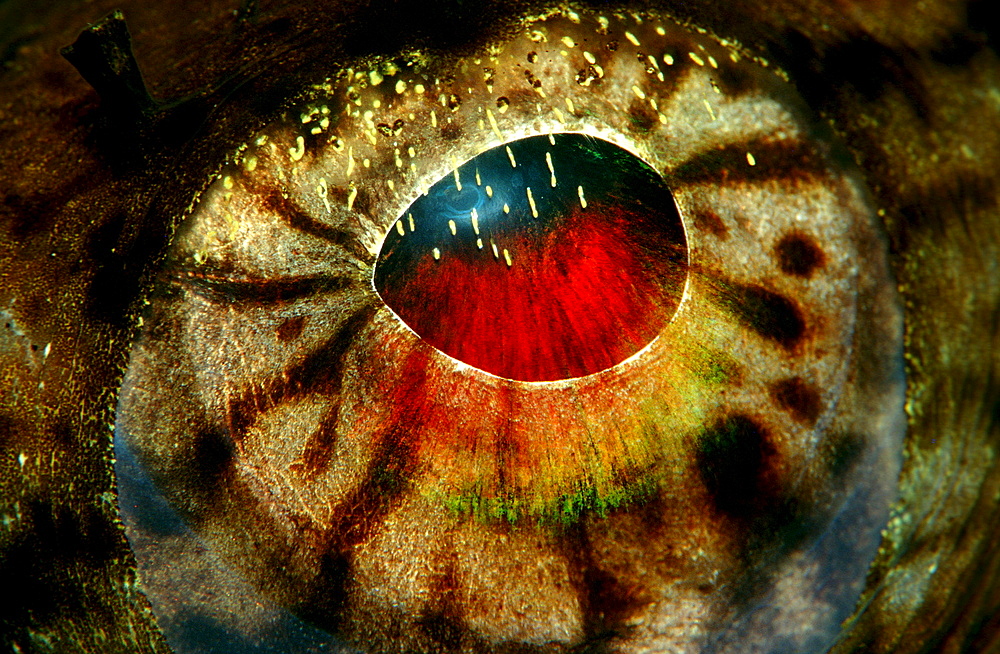 eye of a Long-spined anglerfish, Lophius piscatorius, Norway, Atlantic ocean, north atlantic ocean