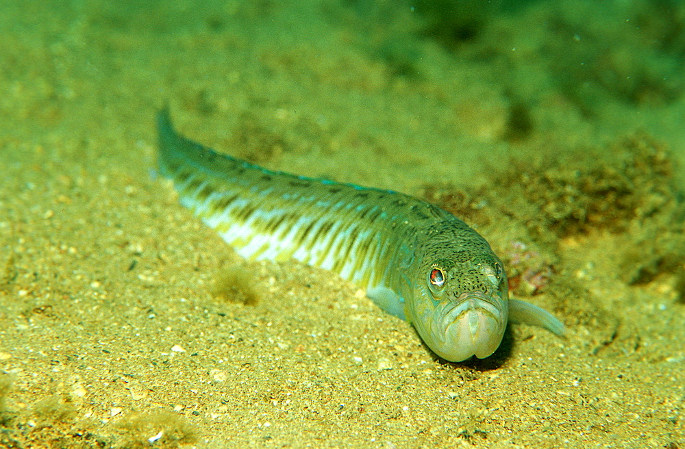 Greater weever, Weaver fish, Trachinus draco, Croatia, Istria, Mediterranean Sea