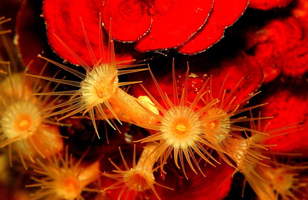 Sea anemone, Parazoanthus axinellae, Croatia, Istria, Mediterranean Sea