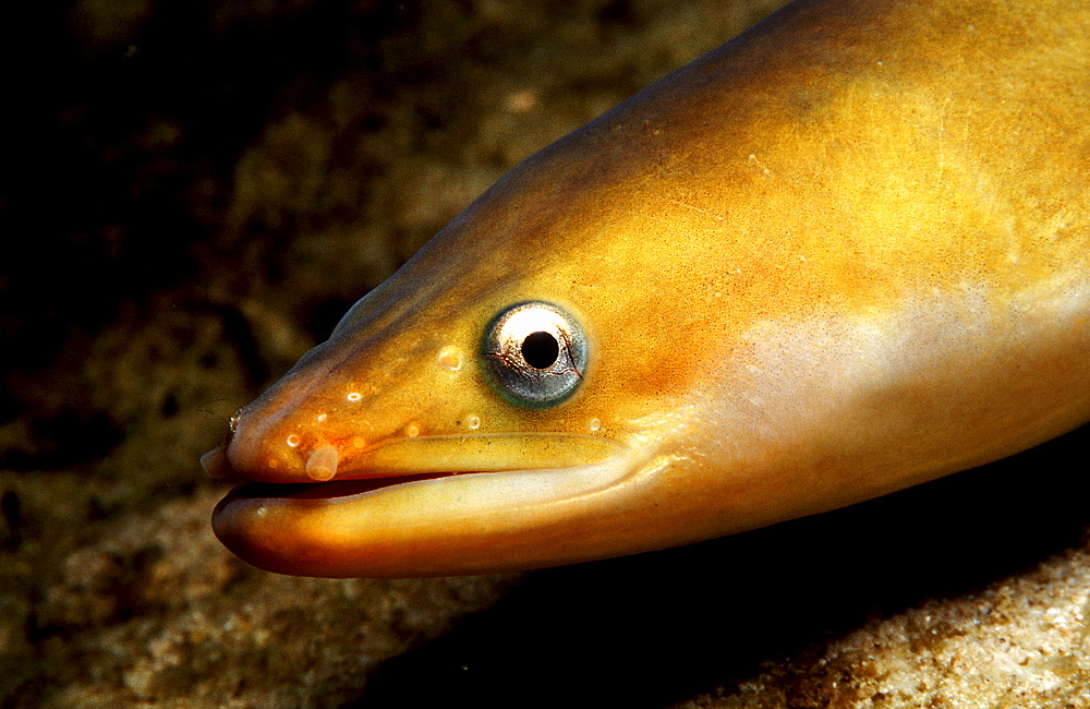 European Eel, Anguilla anguilla, Germany, Bavaria