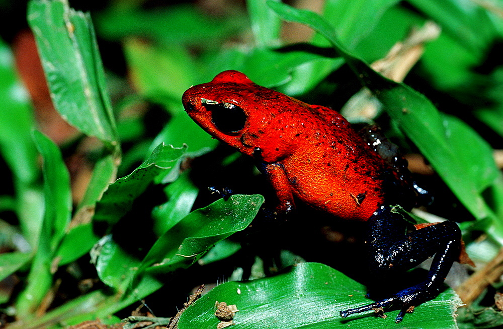 tiny strawberry poison frog, Dendrobates pumilio, Costa Rica, Cocos Island, South america, Latin america