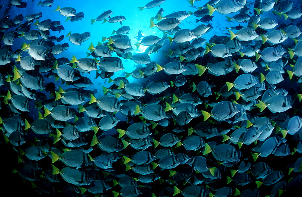 YELLOWTAILED SURGEONFISH, PRIONURUS LATICLAVIUS, Ecuador, South America, Gal?pagos, Galapagos, Island, Pacific Ocean