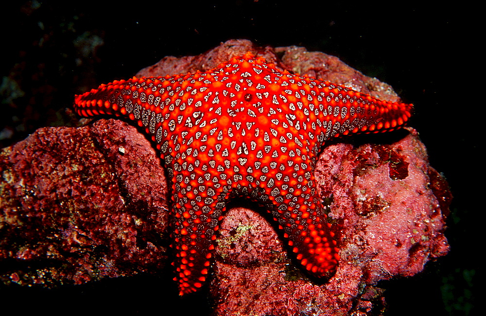 PANAMIC CUSHION STAR, PENTACERASTER CUMMUNGI, Ecuador, South America, Gal?pagos, Galapagos, Island, Pacific Ocean