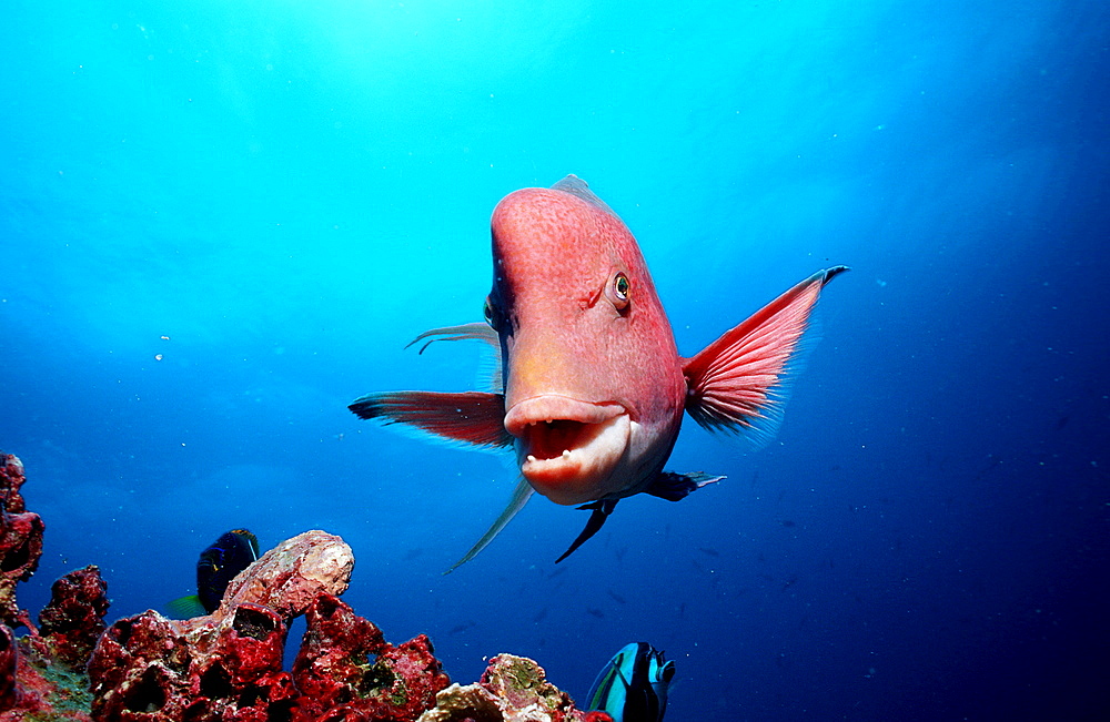 Harlequin wrasse, Bodianus clancheri, Ecuador, South America, Gal?pagos, Galapagos, Island, Pacific Ocean