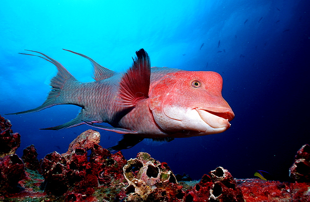 Harlequin wrasse, Bodianus clancheri, Ecuador, South America, Gal?pagos, Galapagos, Island, Pacific Ocean