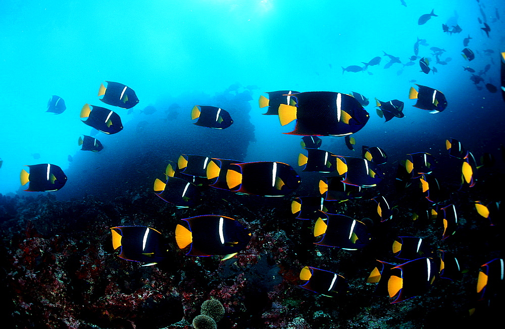 Galapagos angelfish, Holocanthus passer, Ecuador, South America, Gal?pagos, Galapagos, Island, Pacific Ocean