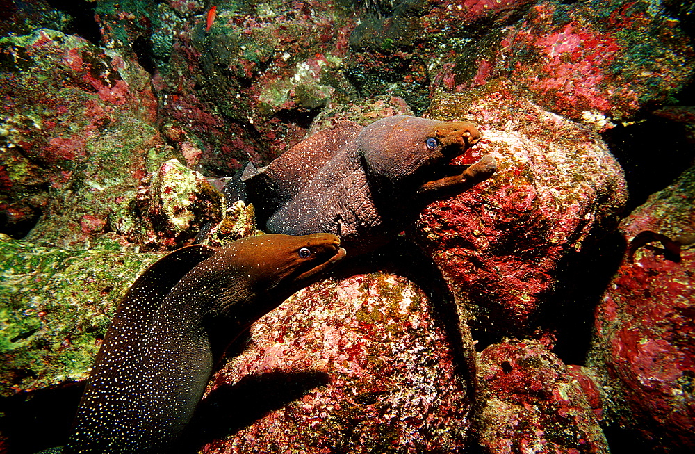 Fine-spotted moray, Gymnothorax dovii, Ecuador, South America, Gal?pagos, Galapagos, Island, Pacific Ocean