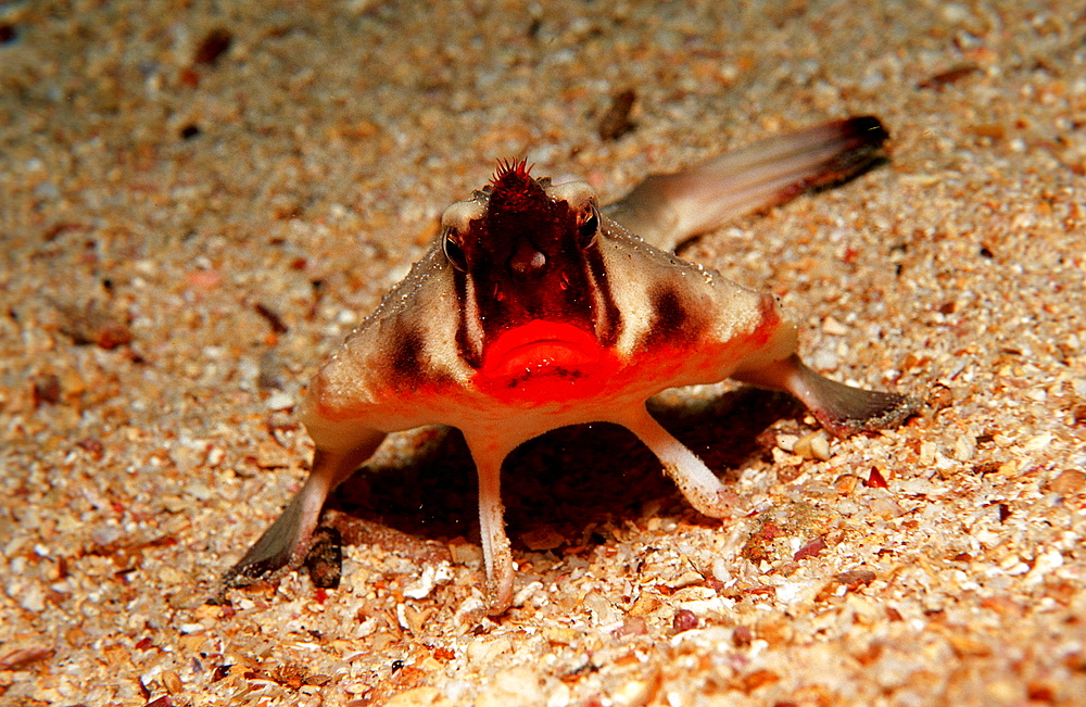 RED LIPPED BATFISH, OGCOCEPHALUS DARWINI, Ecuador, South America, Gal?pagos, Galapagos, Island, Pacific Ocean