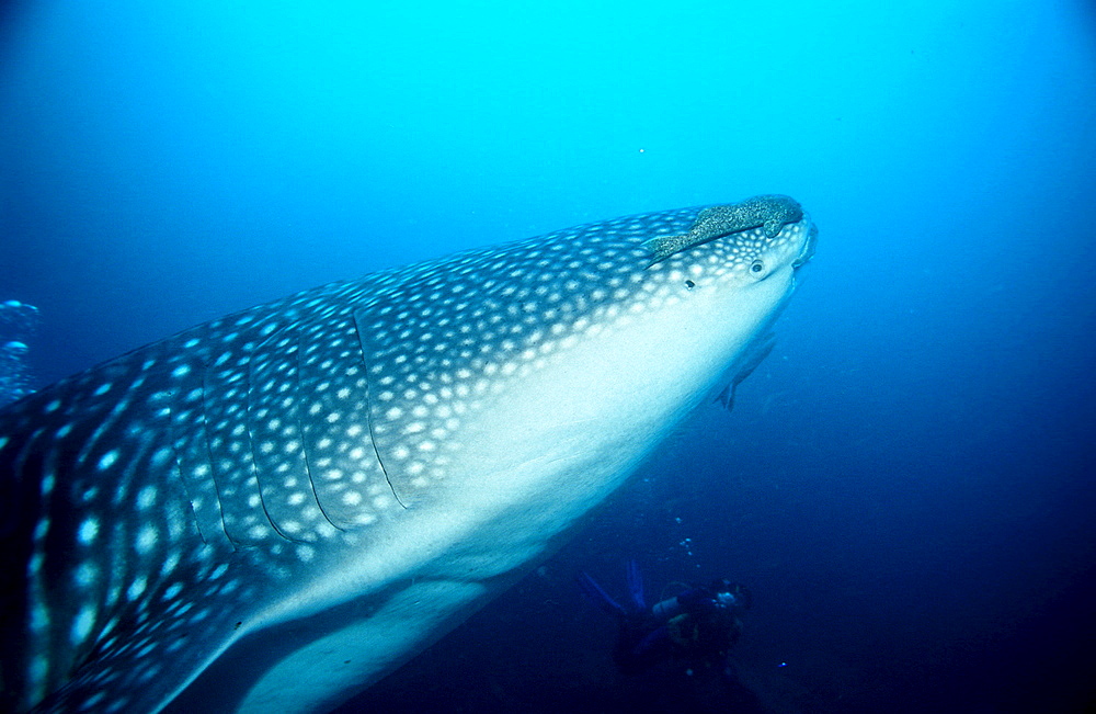 Whale shark, Rhincodon typus, Ecuador, South America, Gal?pagos, Galapagos, Island, Pacific Ocean