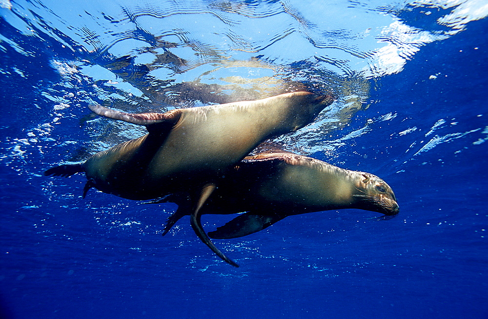 FUR SEA LION, ARCTOCEPHALUS GALAPAGOENSIS, Ecuador, South America, Gal?pagos, Galapagos, Island, Pacific Ocean