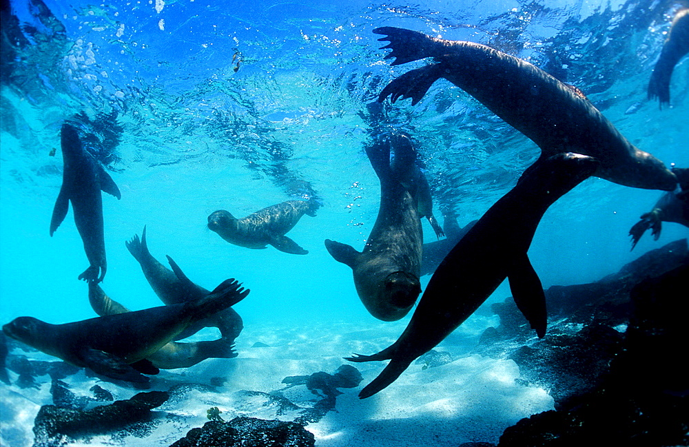 FUR SEA LION, ARCTOCEPHALUS GALAPAGOENSIS, Ecuador, South America, Gal?pagos, Galapagos, Island, Pacific Ocean