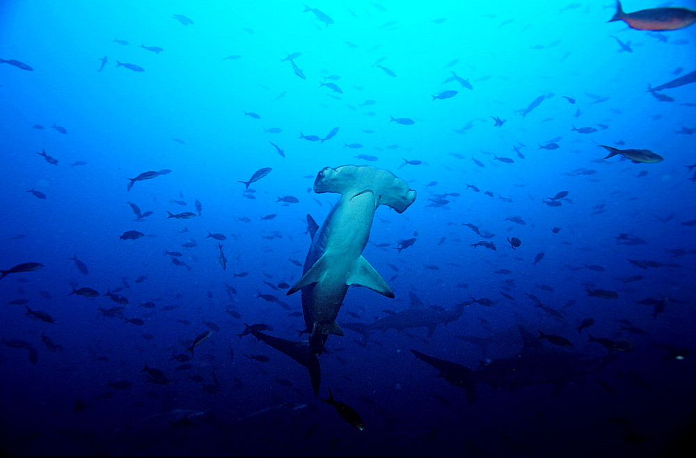 SCALLOPED HAMMERHEAD SHARKS, SPHYRNA LEWINI, Ecuador, South America, Gal?pagos, Galapagos, Island, Pacific Ocean