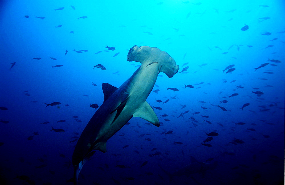 SCALLOPED HAMMERHEAD SHARKS, SPHYRNA LEWINI, Ecuador, South America, Gal?pagos, Galapagos, Island, Pacific Ocean