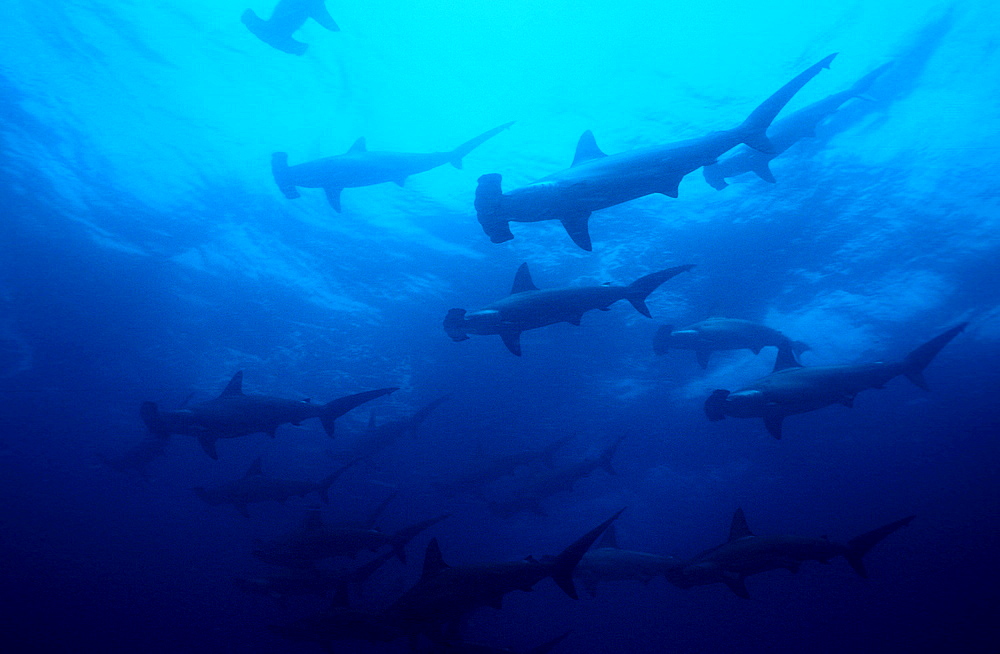 SCALLOPED HAMMERHEAD SHARKS, SPHYRNA LEWINI, Ecuador, South America, Gal?pagos, Galapagos, Island, Pacific Ocean