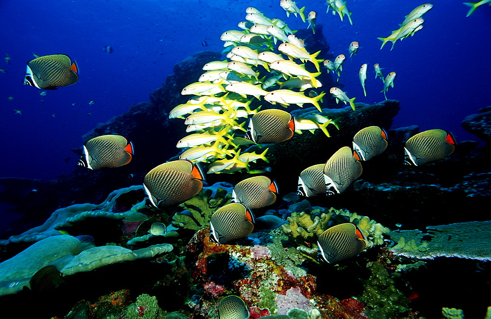 butterflyfish, Chaetodon collare, Burma, Myanmar, Birma, Indian ocean, Andaman sea