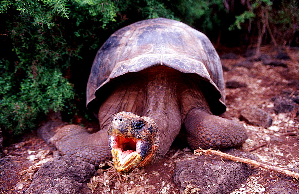 Giant Tortoise of Santa Cruz, Indefatigable, Geocheione elephantopus, Ecuador, South America, Gal?pagos, Santa Cruz, Galapagos, Island