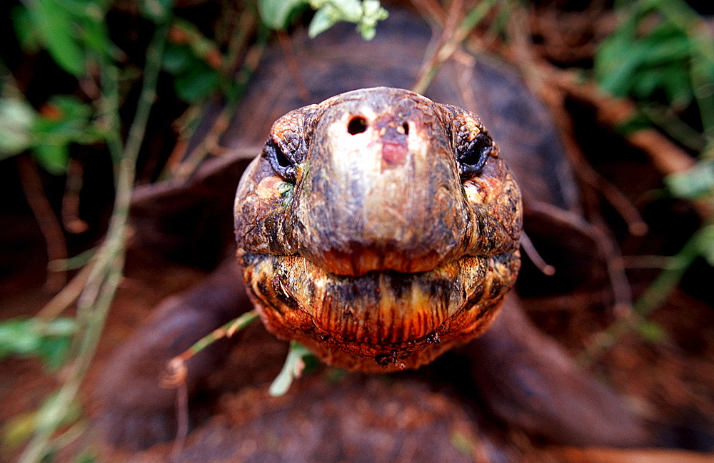 Giant Tortoise of Santa Cruz, Indefatigable, Geocheione elephantopus, Ecuador, South America, Gal?pagos, Santa Cruz, Galapagos, Island