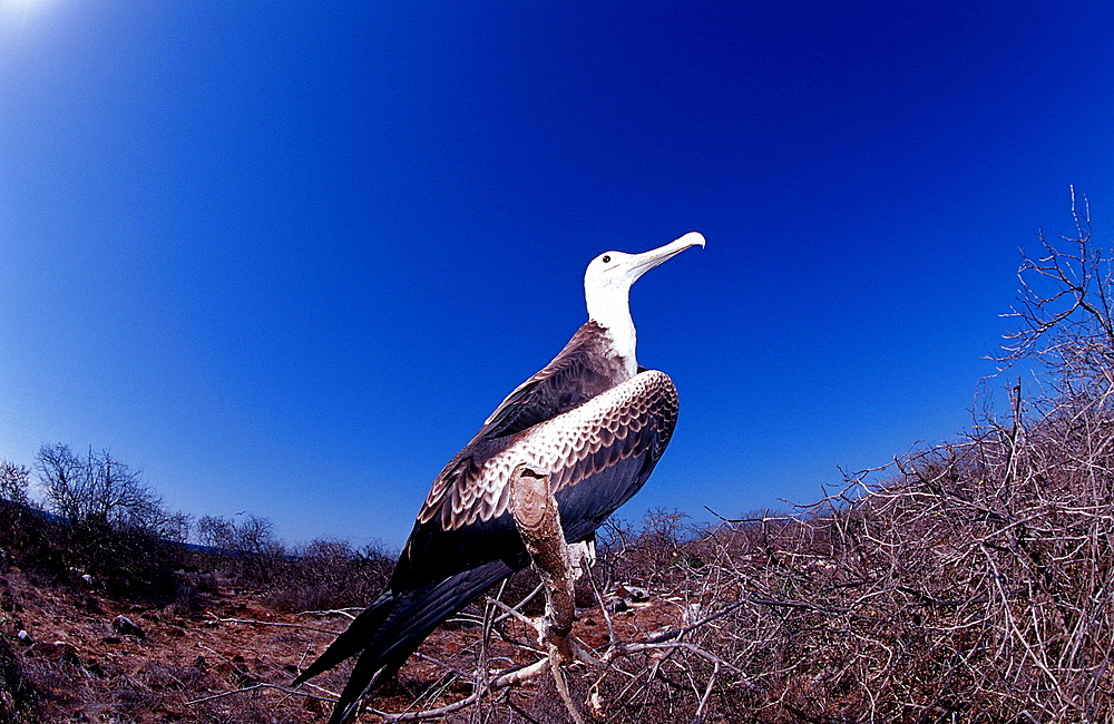 Waved Albatross, Diomedea Irrorata, Ecuador, South America, Gal?pagos, Galapagos, Island, Pacific Ocean