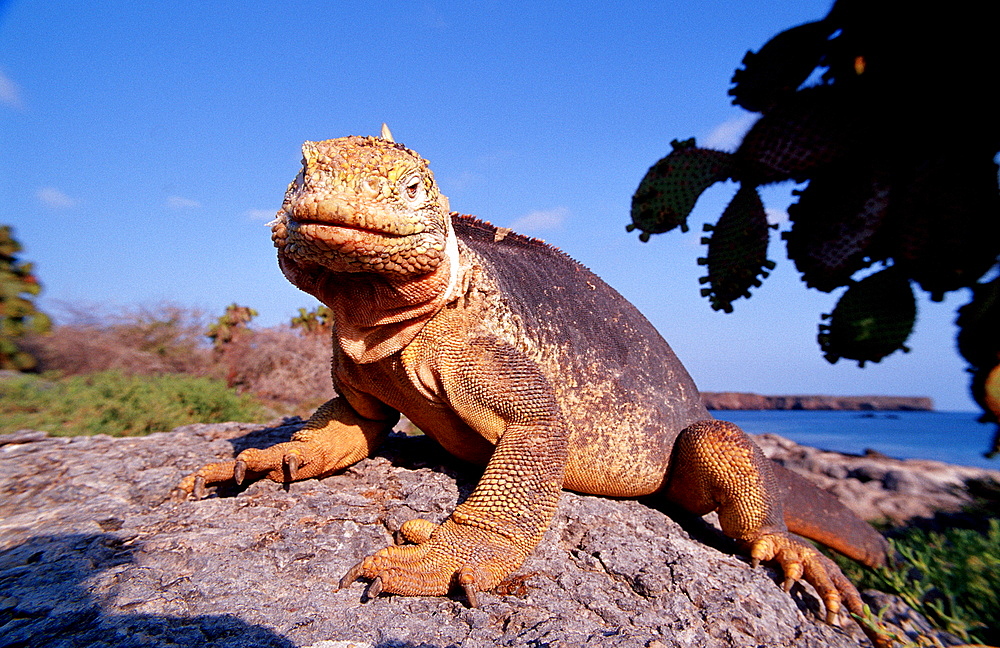 Galapagos Land Iguana, CONOLOPHUS SUBCRISTATUS, Ecuador, South America, Gal?pagos, Galapagos, Island, Plaza Sur