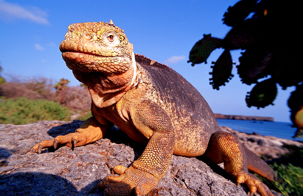 Galapagos Land Iguana, CONOLOPHUS SUBCRISTATUS, Ecuador, South America, Gal?pagos, Galapagos, Island, Plaza Sur