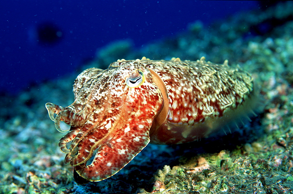 Cuttlefish, Sepia kobiensis, Papua New Guinea, Pacific ocean