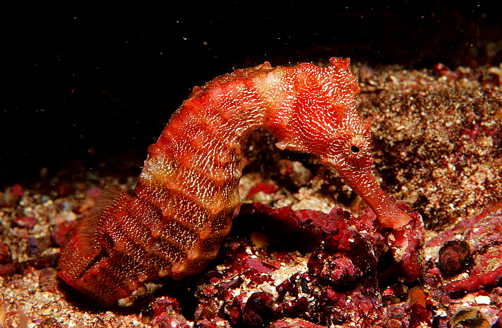 Longsnout Seahorse, Hippocampus reidi, Ecuador, South America, Gal?pagos, Galapagos, Island, Pacific Ocean