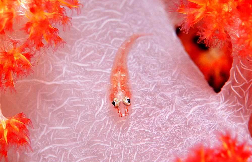 Common ghost goby on soft coral, Pleurosicya mossambica, Indonesia, Indian Ocean, Komodo National Park