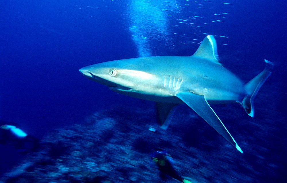 Silvertip shark, Carcharhinus albimarginatus, Papua New Guinea, Pacific ocean