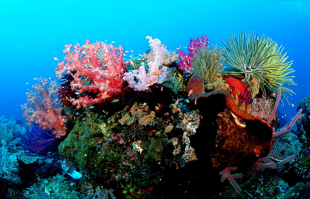 Coral reef, Indonesia, Indian Ocean, Komodo National Park