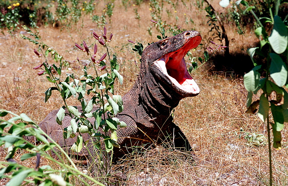 Komodo dragon in natural environment, Varanus komodoensis, Indonesia, Indian Ocean, Komodo National Park