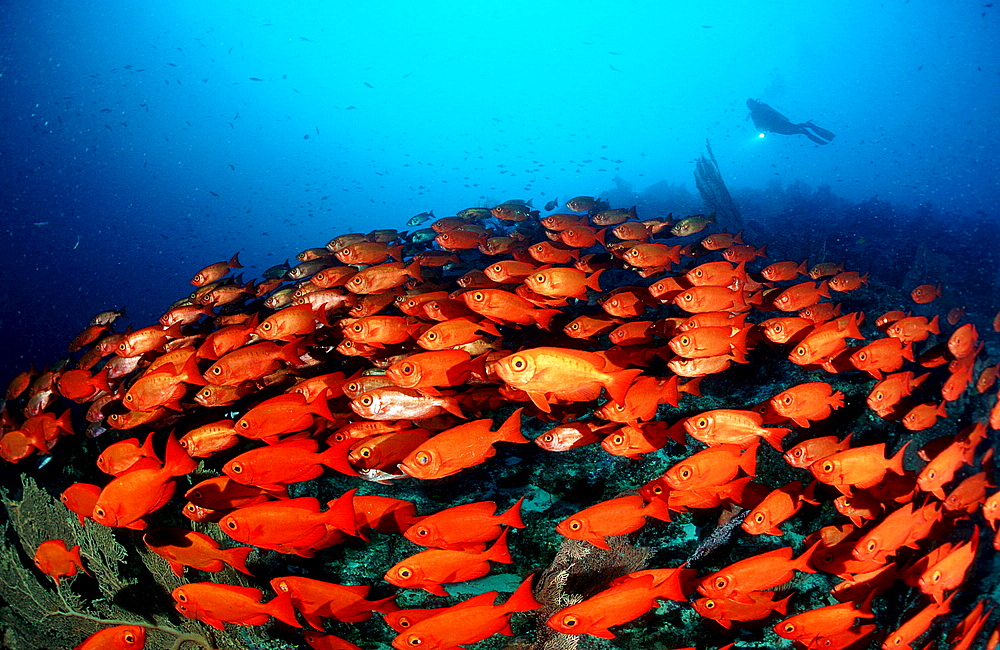 Crescent-tail bigeye and scuba diver, Priacanthus hamrur, Micronesia, Pacific ocean